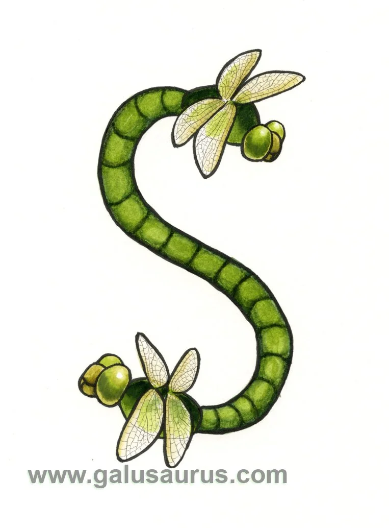 2024-19-dragonfly-a-WM-small.jpg
