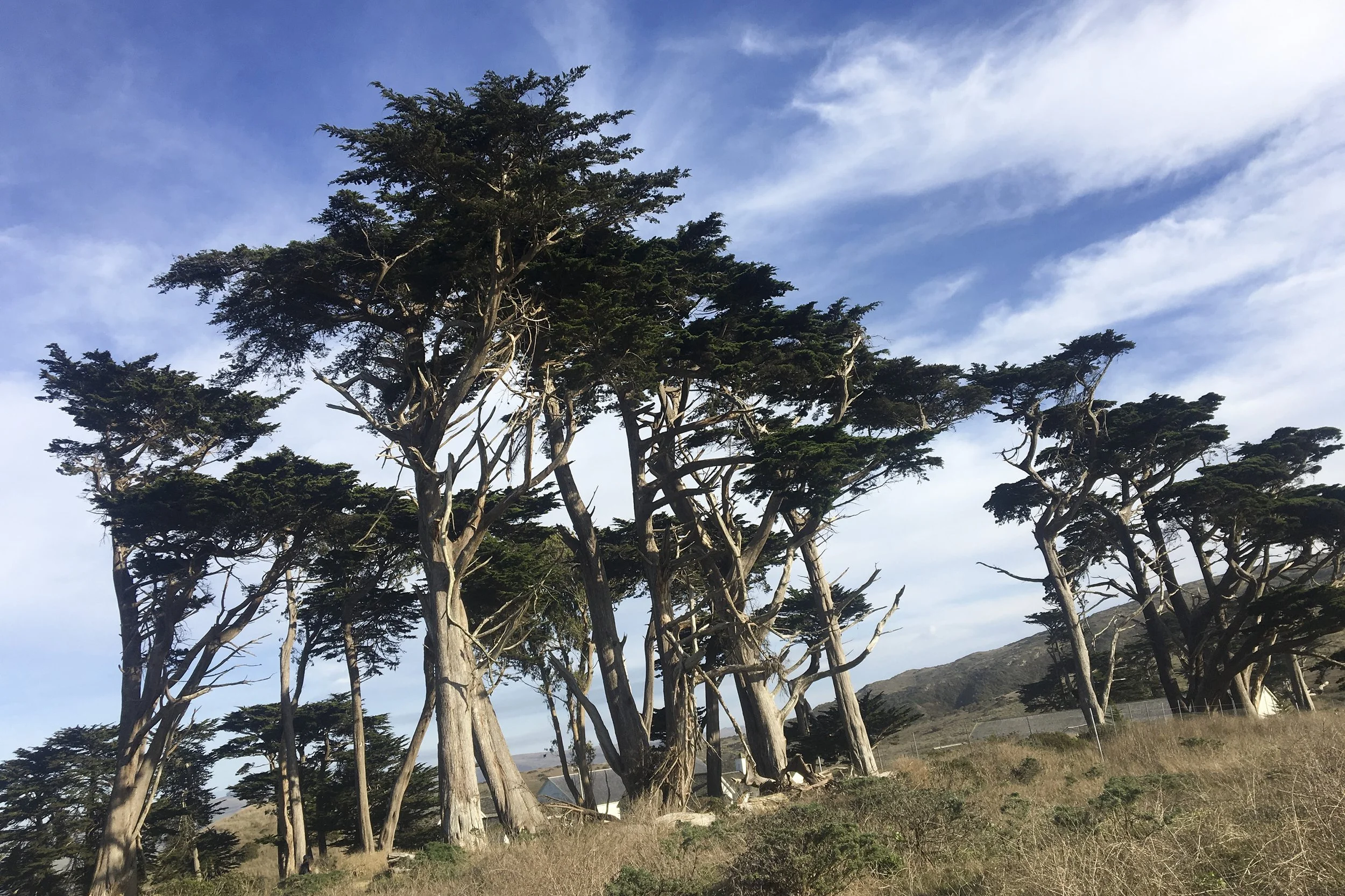 pierce point ranch, tomales point
