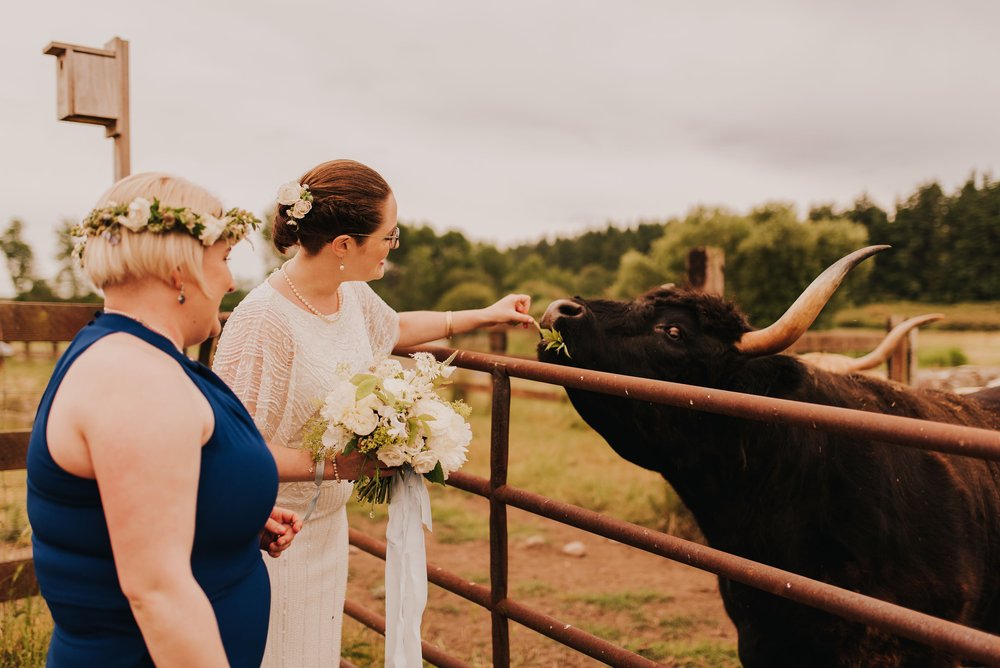  Two brides feed some grass to a horned cow. 