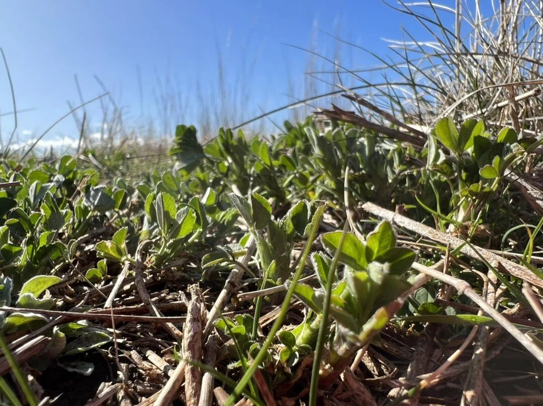 Lucerne starting to wake up after a long winter. Some sunny days will get the growth going.  #lamb #lucerne #fodder #legume #spring #farming #monaro