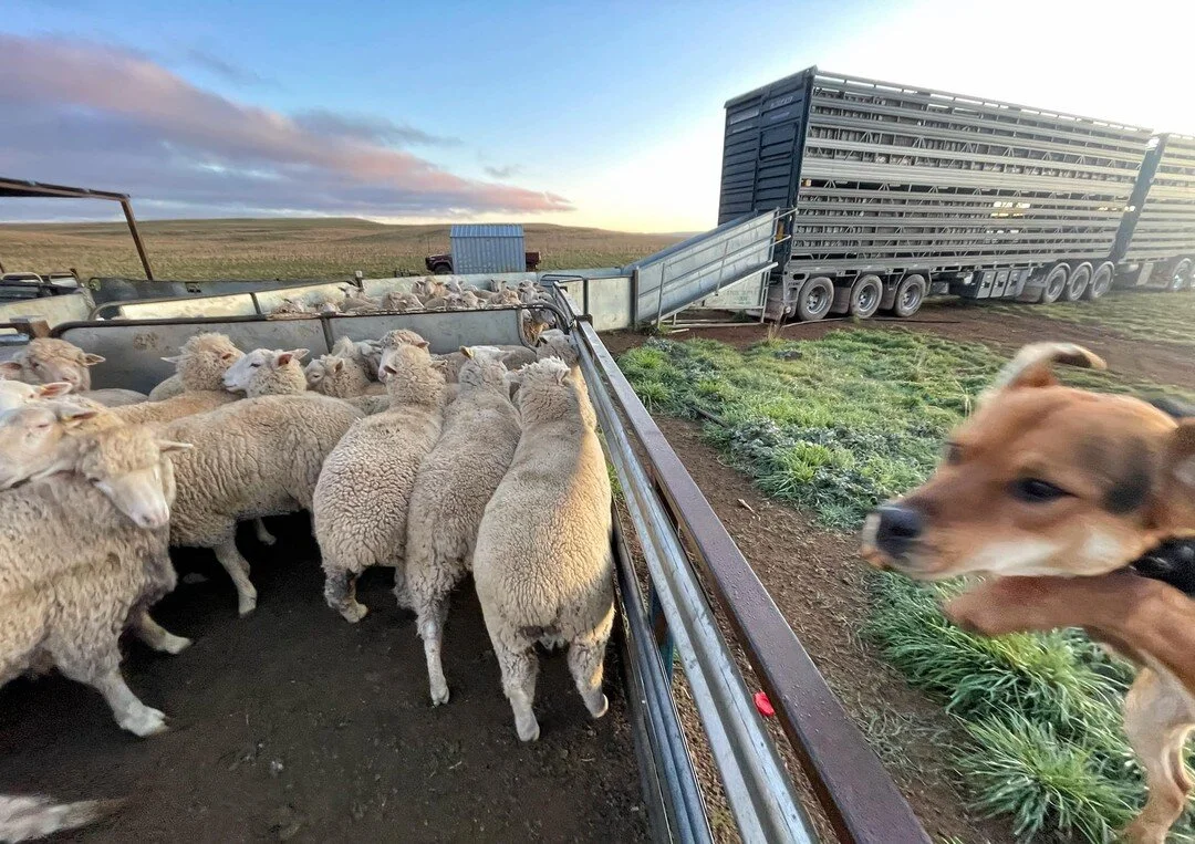 Sale-o! Lamb load this morning! 🍖 #fatlamb

#compositeewelamb #compositesheep 
#rolfeagriculture #sheepfarming #lambs 
#farmingonthemonaro #monaroplains #snowymountains #lovewhereyoulive  #famingaustralia #farmphotography #knowwhereyourfoodcomesfrom