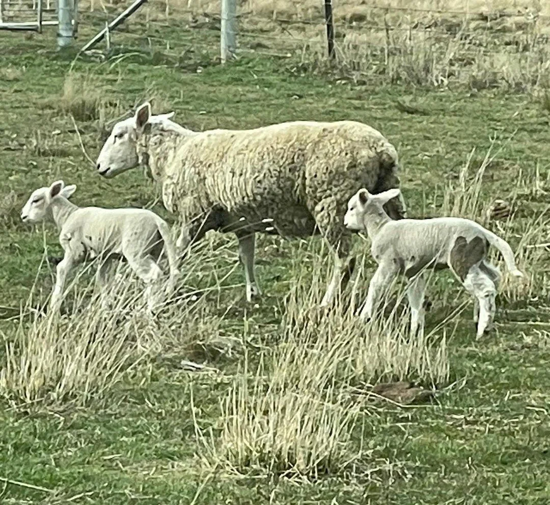 It&rsquo;s lambing season here on The Monaro! Our stock manager Pip spotted this adorable pair this morning - one of them has a black loveheart marking on its back thigh!!! 🖤🖤🖤
#loveheartlamb #lambsofinstagram 

#compositeewelamb #compositesheep 
