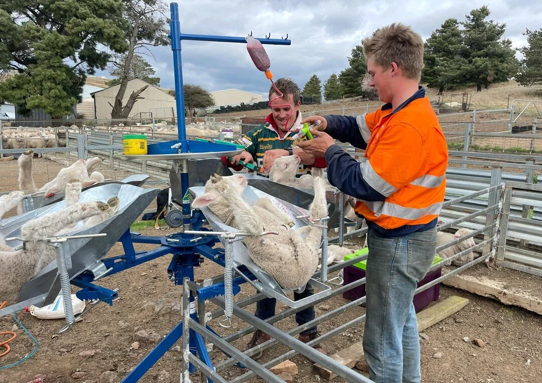 The fellas have been giving the new lamb marking gear a test run this arvo; marking a small mob of early lambs. 
Love these turn table cradles, great set up! #lambmarking #flashrig

#compositeewelamb #compositesheep 
#rolfeagriculture #sheepfarming #