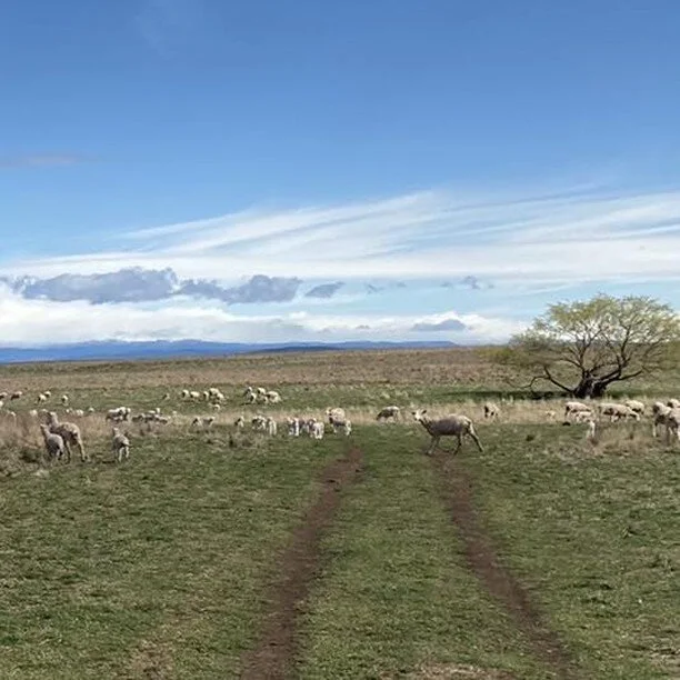 Spring lambing on The Monaro 
#lambseverywhere 
.
.
#lambsofinstagram #compositeewelamb #compositesheep #rolfeagriculture #rolfeag #sheepfarming #lambs 
#farmingonthemonaro #monaroplains #snowymountains #lovewhereyoulive  #famingaustralia #farmphotog