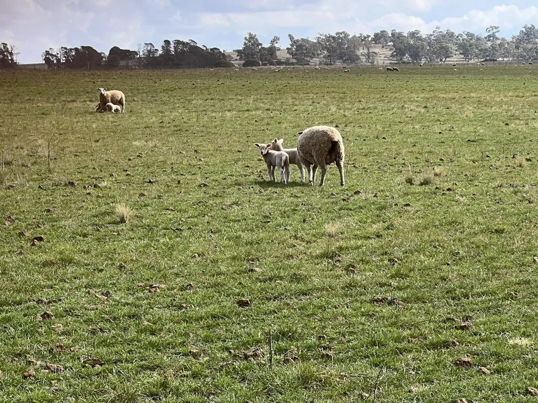 A beautiful spring day with the lambs thriving. Starting to get good pasture growth allowing the ewes to milk up and the lambs to grow.  #lamb #monaro #sheep #chicory #ryegrass #rolfeag
