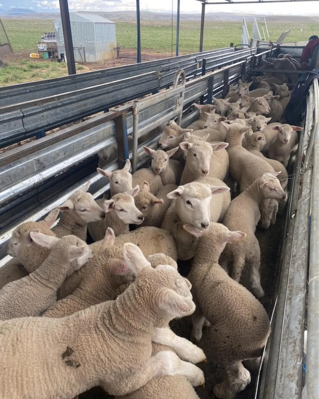 Lamb marking time!
#lambseverywhere 
.
.
#lambsofinstagram #compositeewelamb #compositesheep #rolfeagriculture #rolfeag #sheepfarming #lambs 
#farmingonthemonaro #monaroplains #snowymountains #lovewhereyoulive  #famingaustralia #farmphotography #know