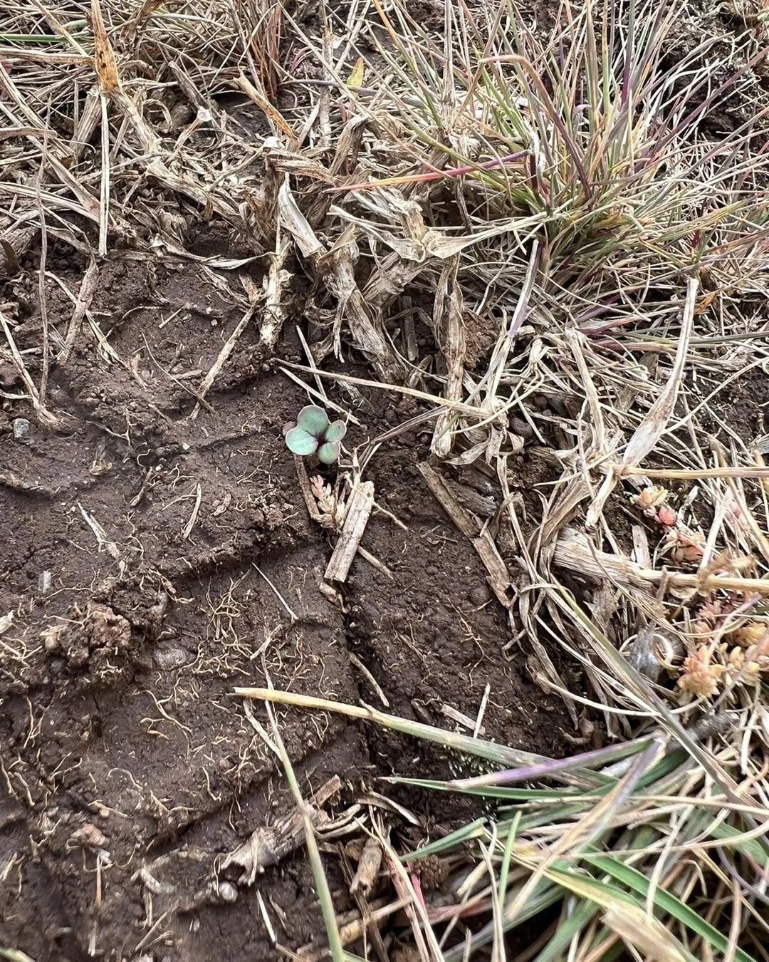 It&rsquo;s always pleasing to see new sown pasture shooting. Thanks to A&amp;R contracting for getting it sown. We have a chicory, plantain, white clover lucern and rape blend. Rocket fuel as they say. This will be used to finish our lambs on. #lamb 