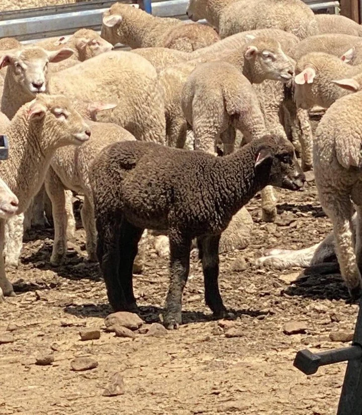 Baa baa black sheep&hellip;. 
#oddoneout 
#lambsofinstagram #compositeewelamb #compositesheep #rolfeagriculture #rolfeag #sheepfarming #lambs #ewes
#farmingonthemonaro #monaroplains #snowymountains #lovewhereyoulive  #famingaustralia #farmphotography