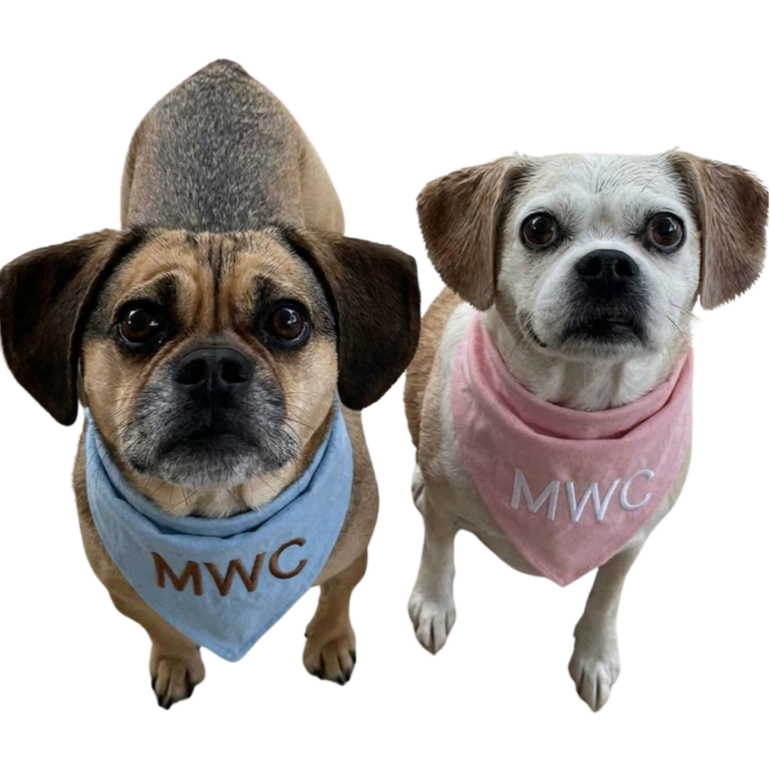 Two small dogs wearing bandanas with the initials 'MWC' looking at the camera.