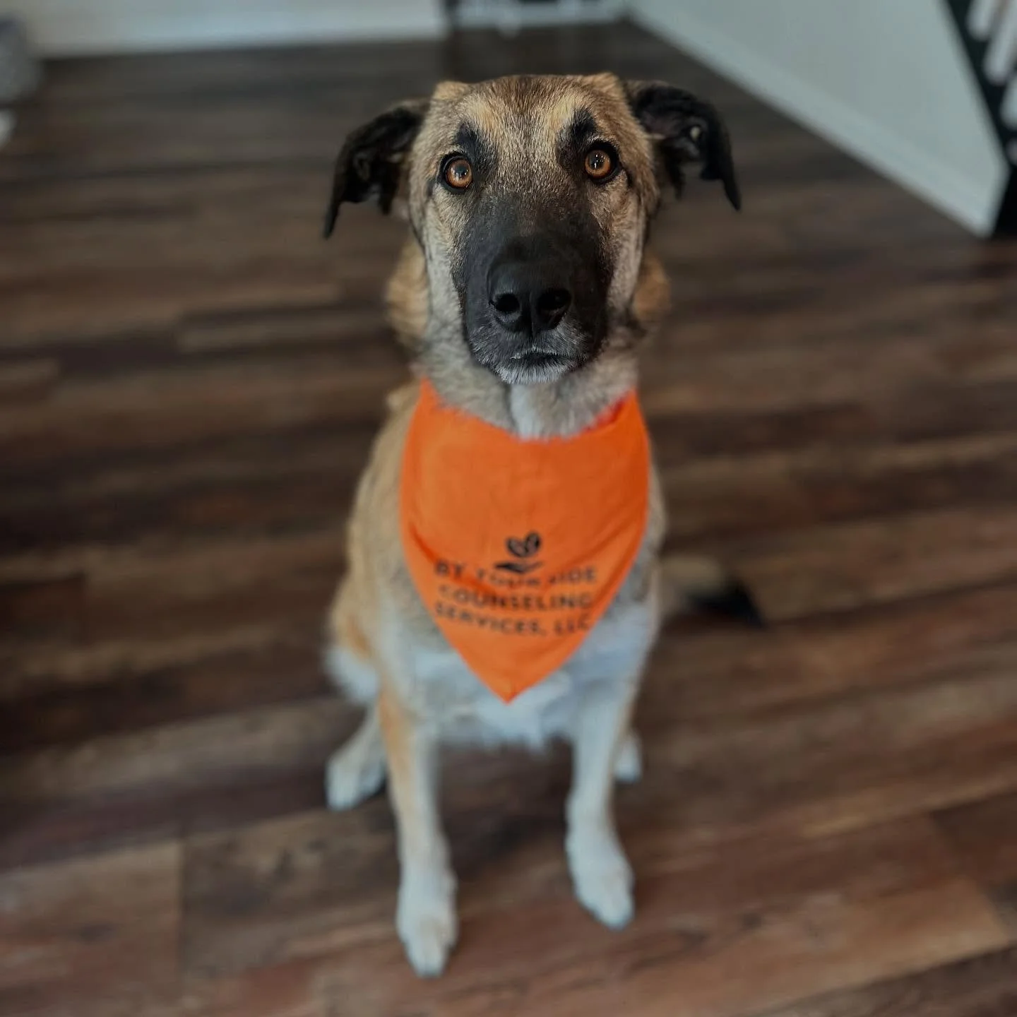 My mom says it&rsquo;s Pumpkin Spice season&hellip; I say it&rsquo;s Pup Cup season! 🎃☕️