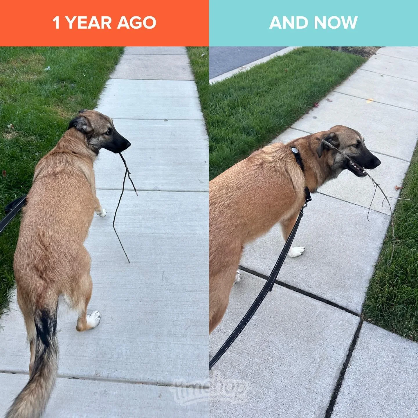 I still love finding a good stick on my walk! 🪾