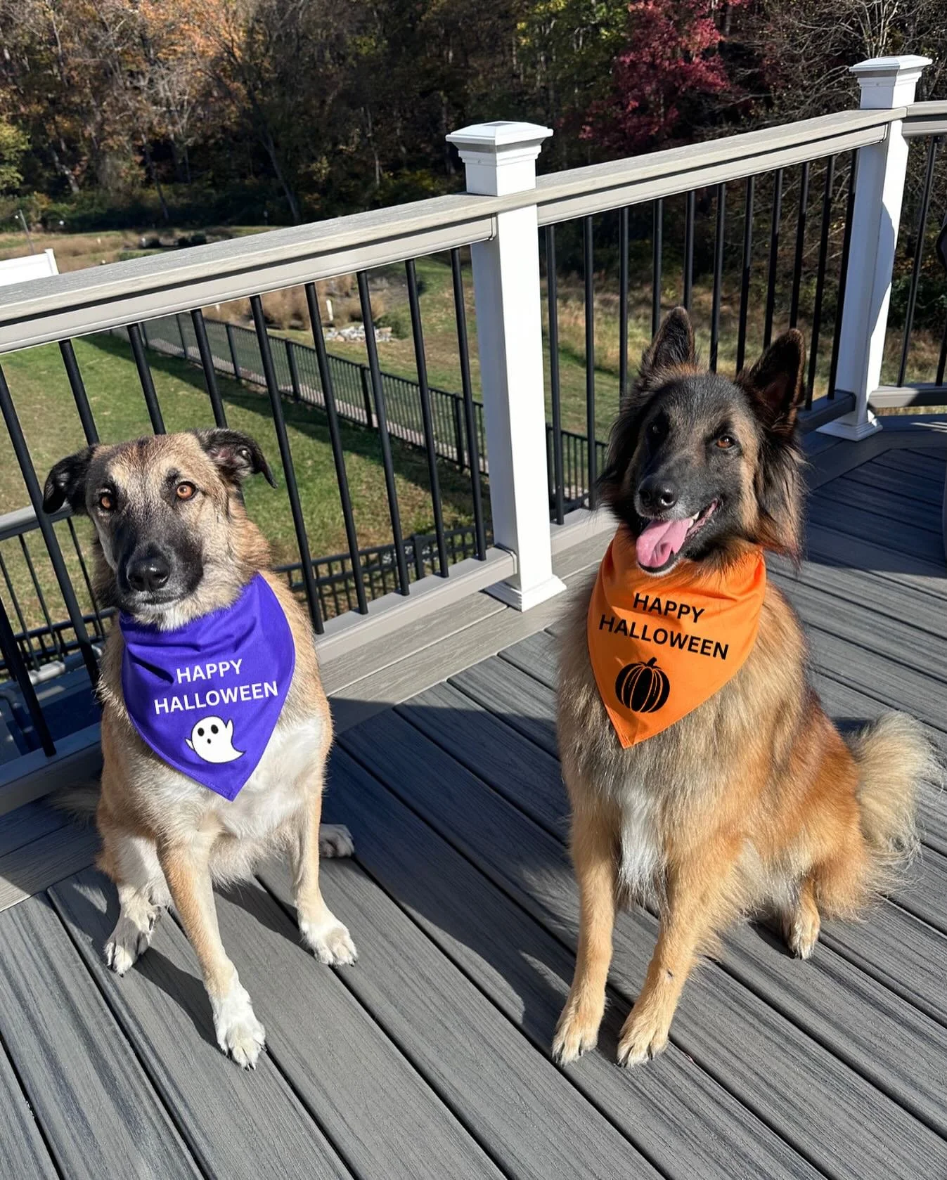 Happy Halloween from Riggins and Beckett! 👻🎃