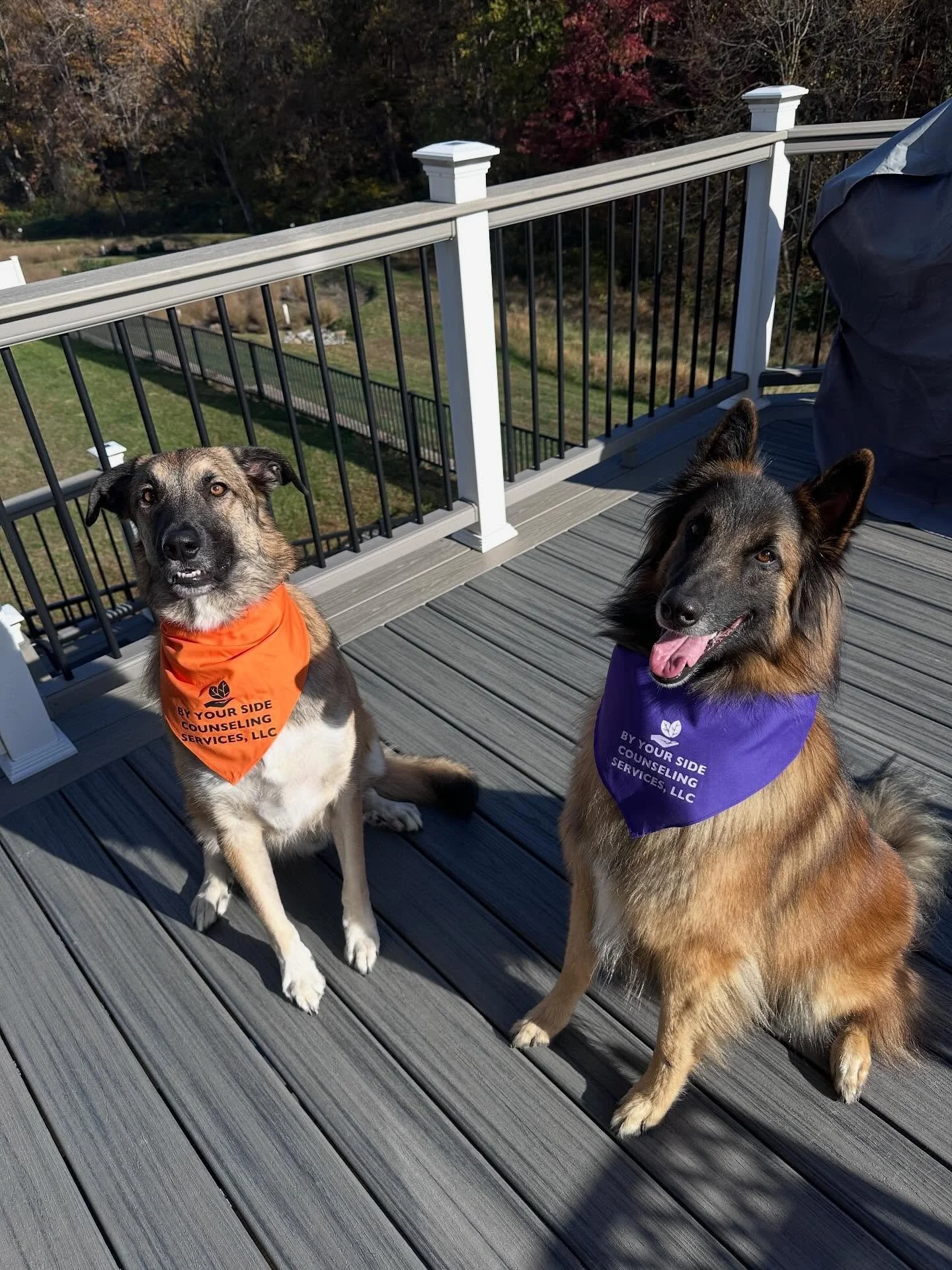 Happy Halloween from @rigginsthetherapydog and his cousin Beckett! π