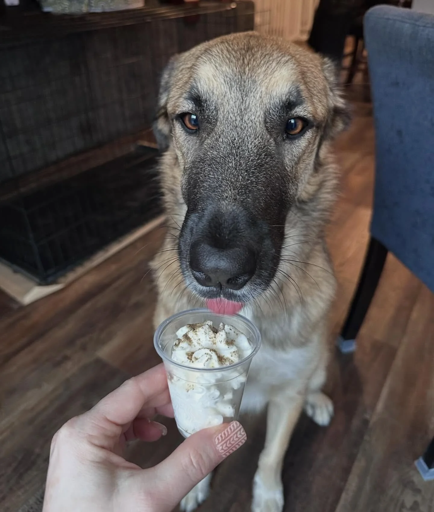 My mom said I&rsquo;ve been a very good boy (and big brother) this year so she got me a pup cup sprinkled with treats! 🐾  Happy new year! 🎉