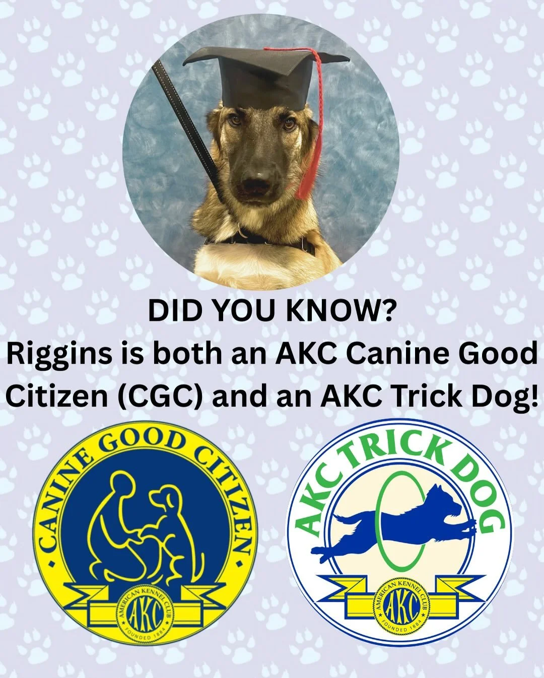 The AKC offers certificates proving obedience and public manners, with options for mixed breeds via AKC Canine Partners. Riggins is proud to have his CGC and AKC Trick Dog Novice certificates! 🐾 🎓🏅