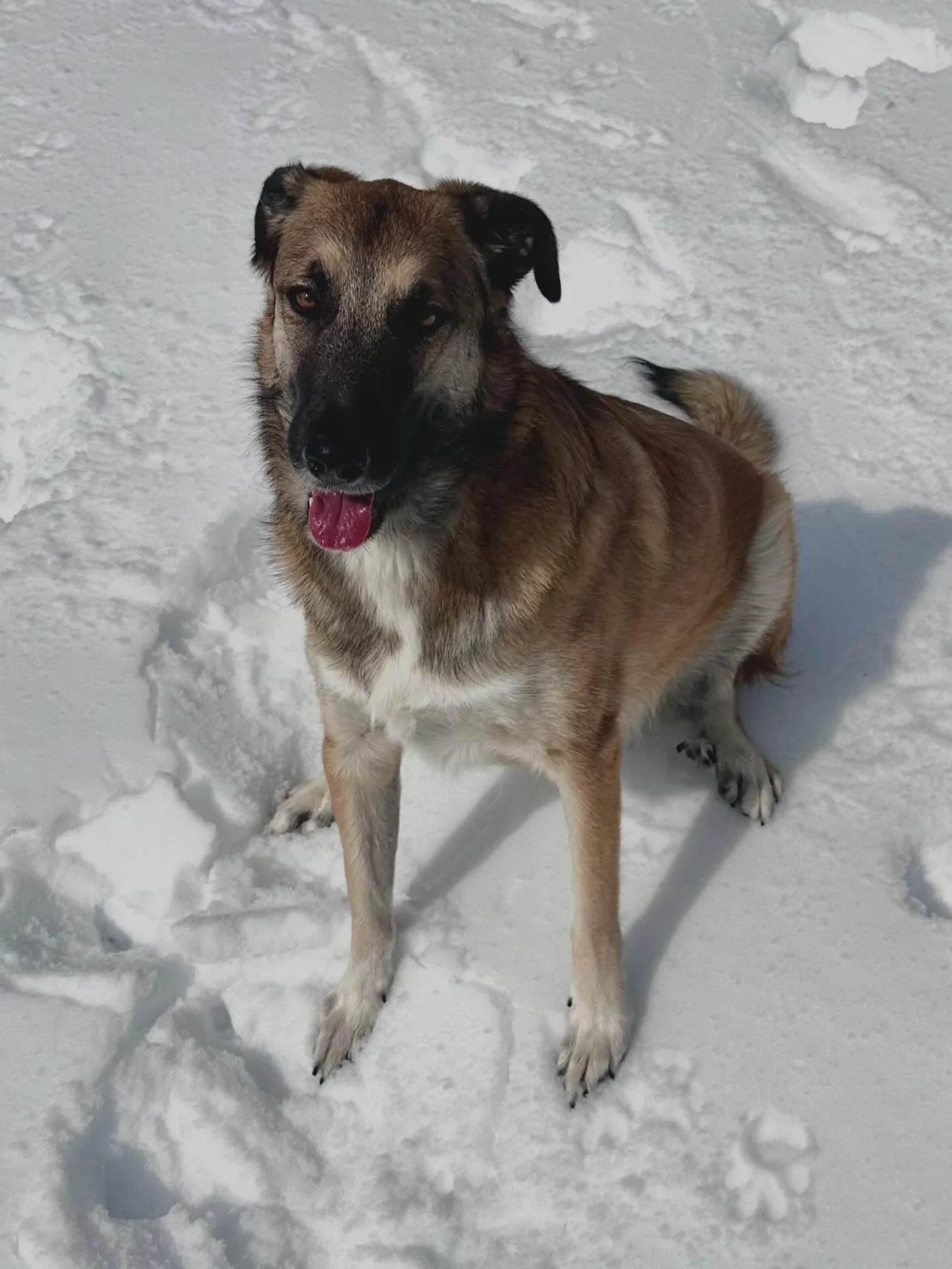 Still loving the snow! (and digging holes) ❄️