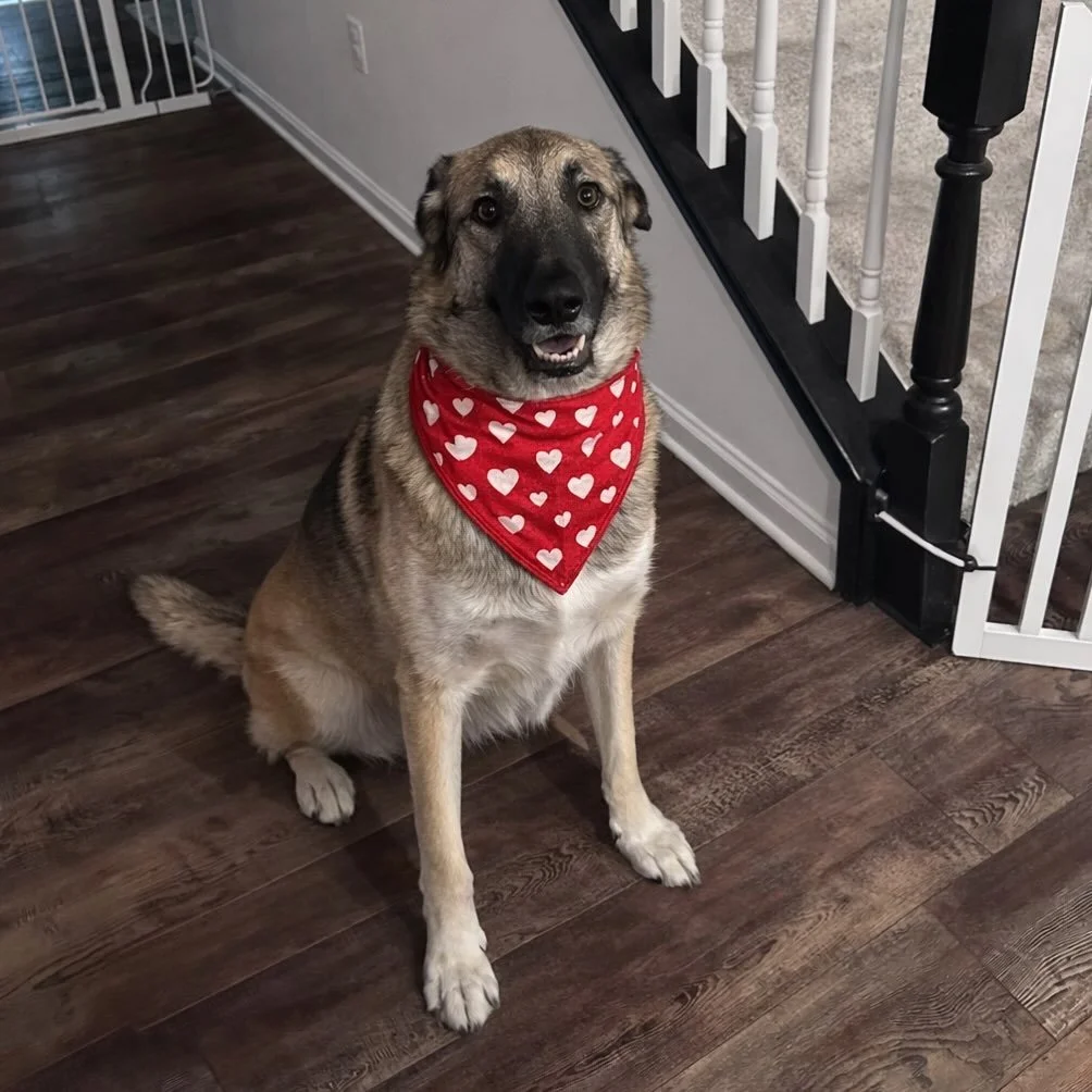 Wishing everyone a Happy Valentine&rsquo;s Day! 🐶💌💘