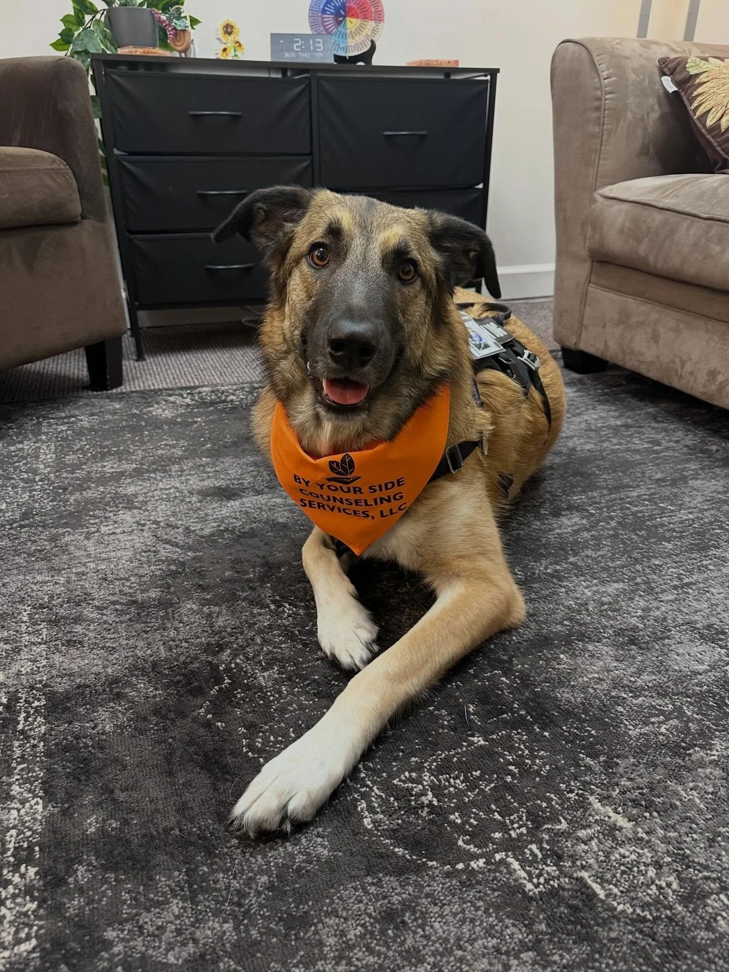 Happy to be by my mom&rsquo;s side today at work while still showing my support for the O&rsquo;s opening day! ⚾️🧡 #therapy #therapydog #mentalhealth @byyoursidecounselingservices