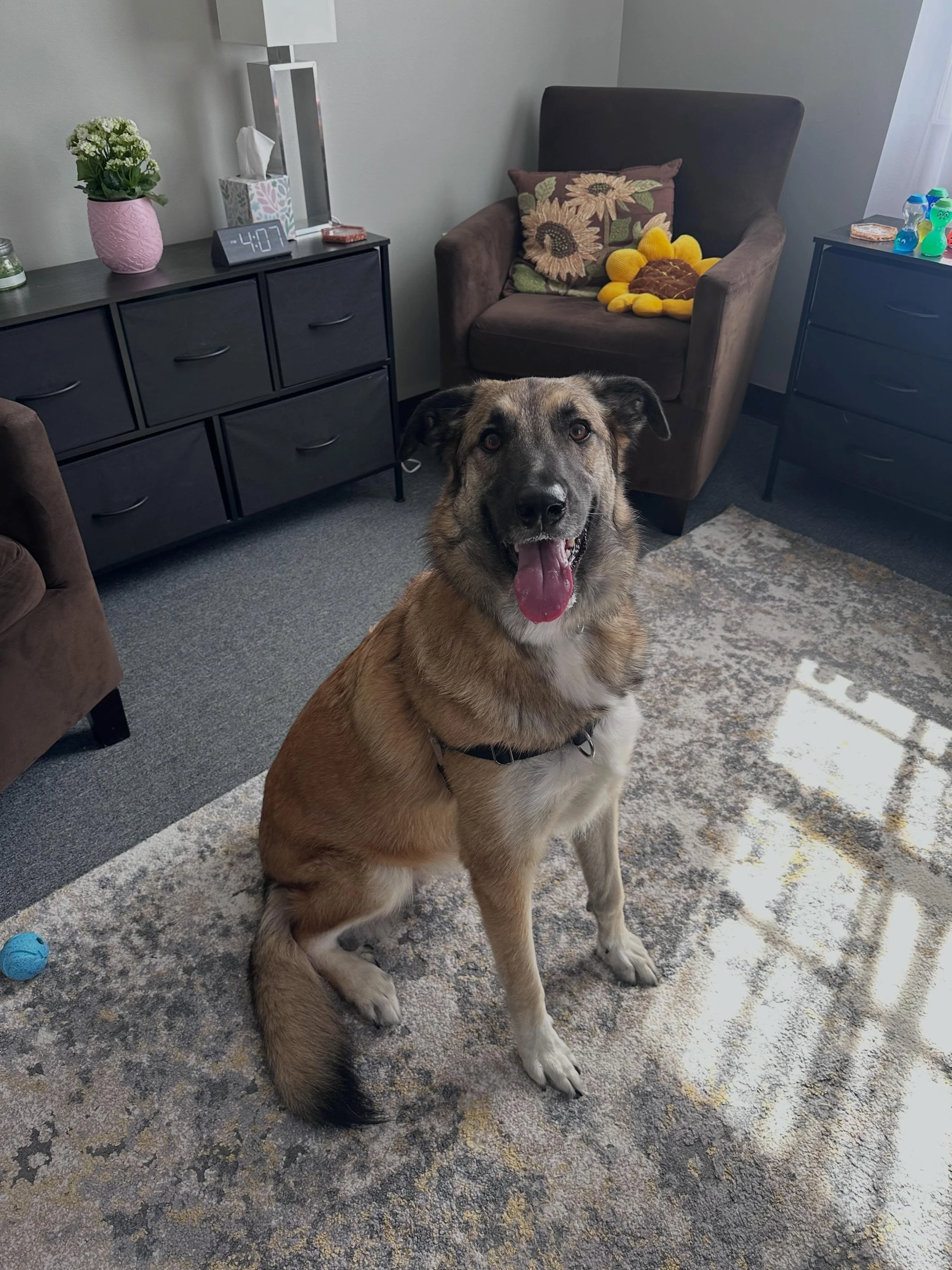 My mom said that continuing education is important, so I visited my mom&rsquo;s new office over the weekend for a training sesh with @cosmothegoldenretreiver 🌻 @byyoursidecounselingservices
