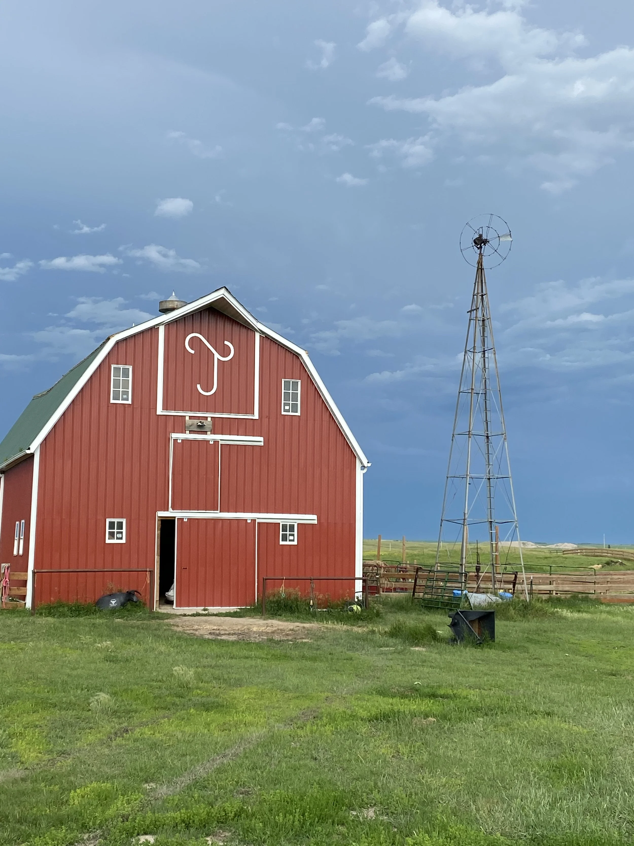 homestead, raw milk, dairy cow, homegrown, homemade, country living