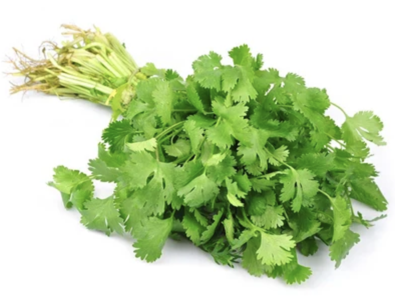 Cilantro
