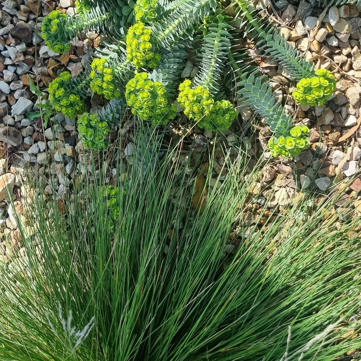 Euphorbia + Poa