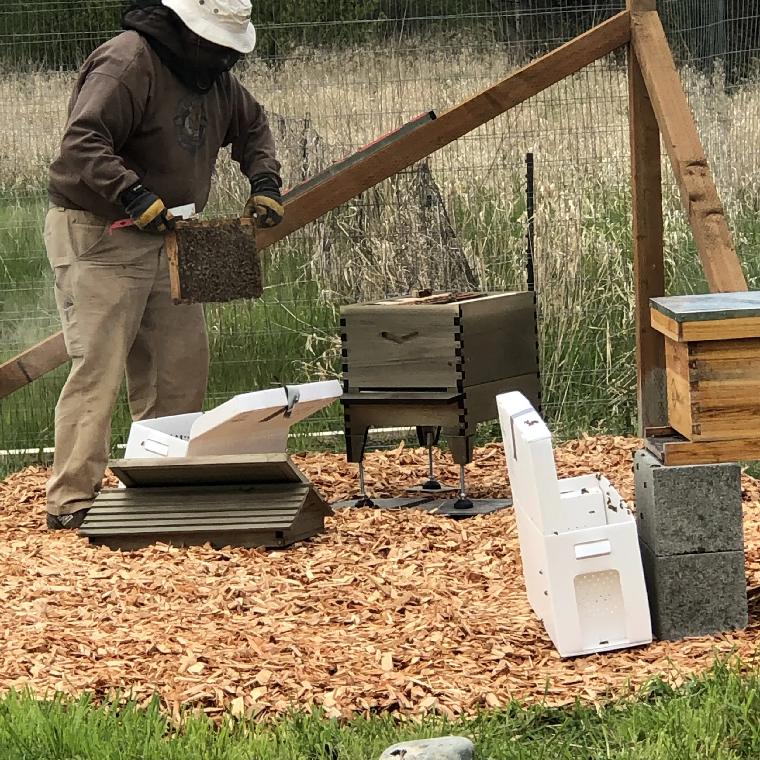 2022 Bee Arrival (Video)