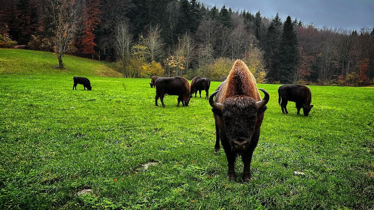 I had a rendezvous with #nature today. European #bisons. Living wild in our neighborhood. #solothurn #switzerland.