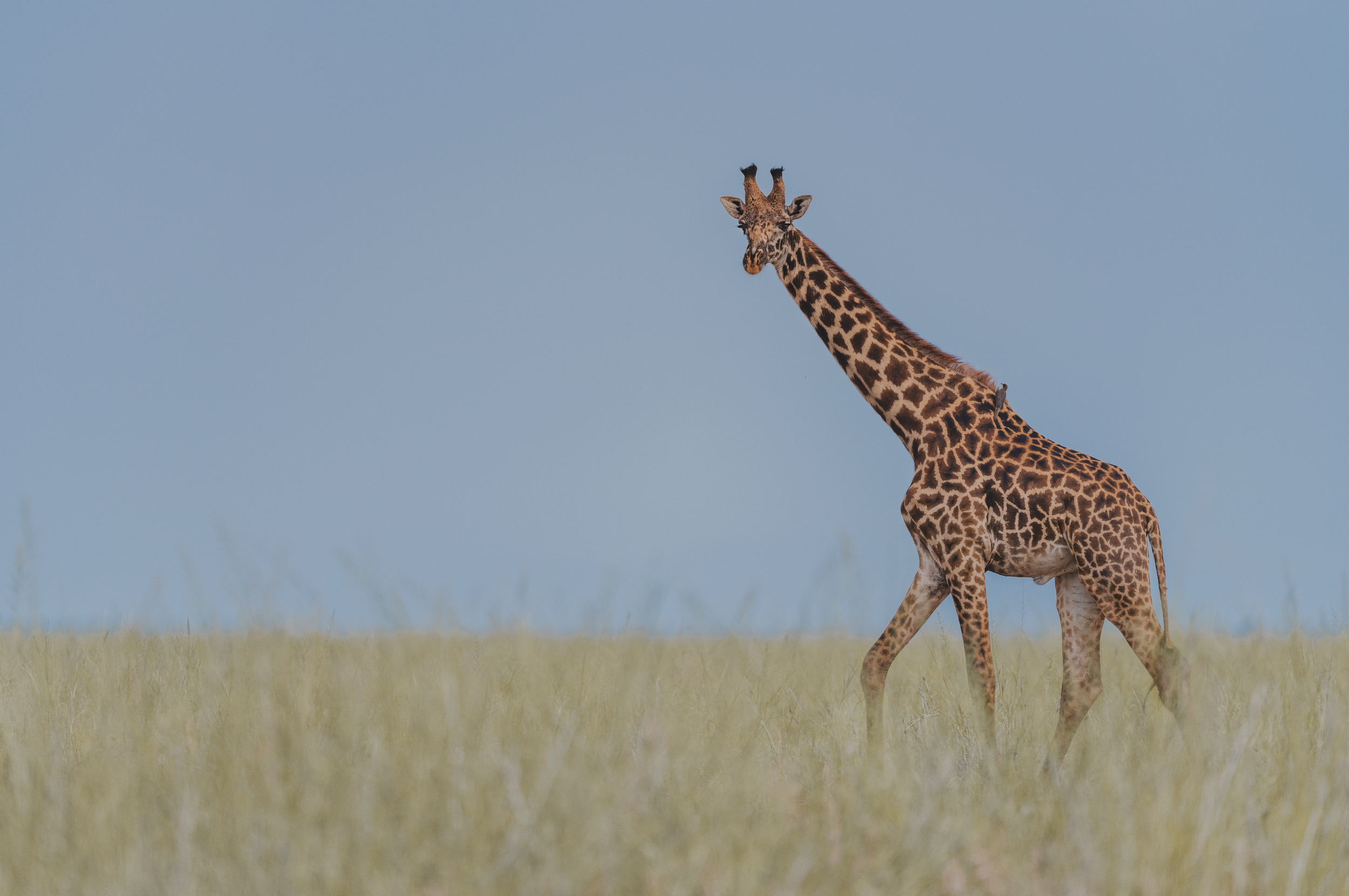 IFAW-Photos4.png