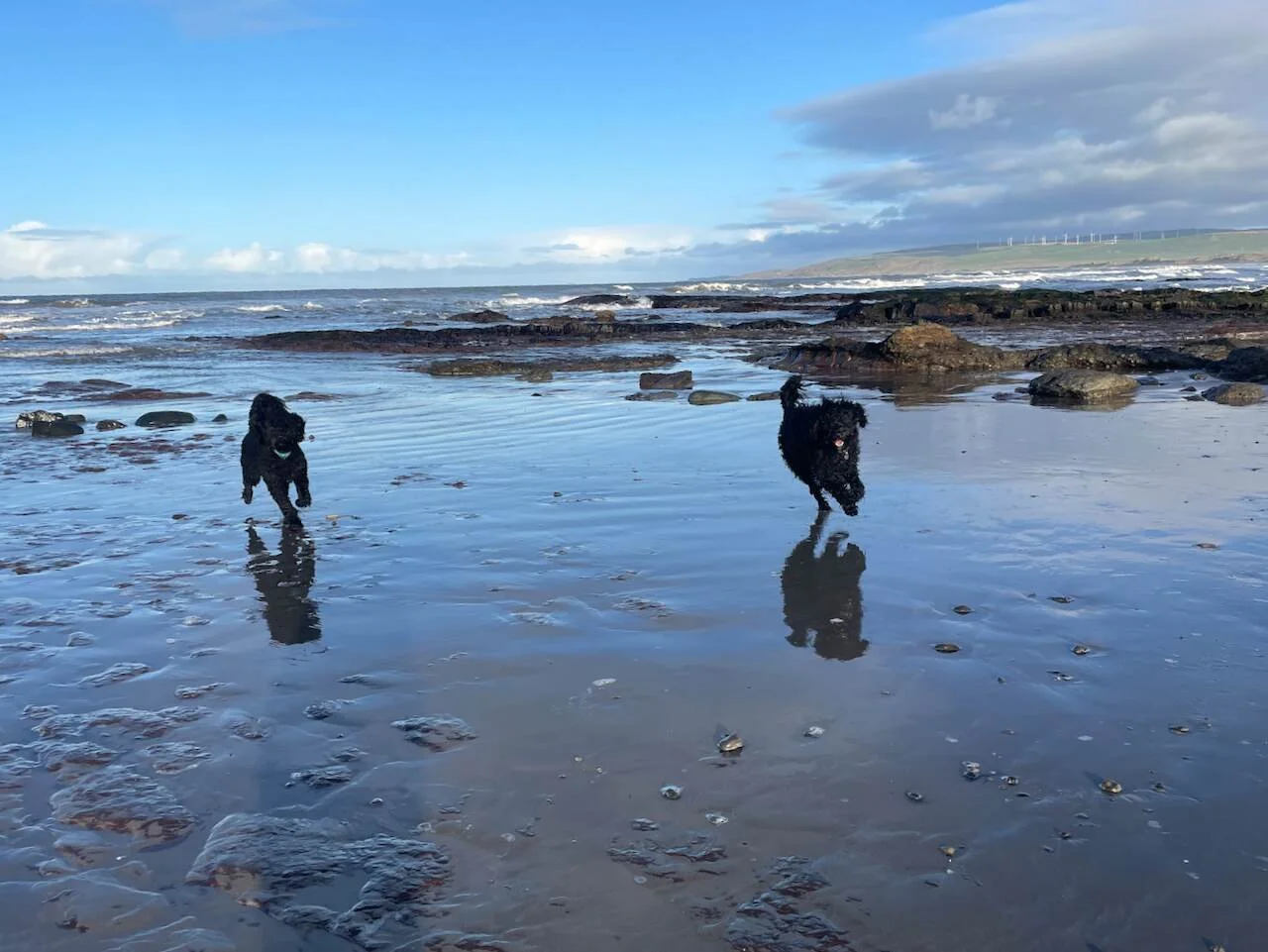 Two black dogs running across wet sand.