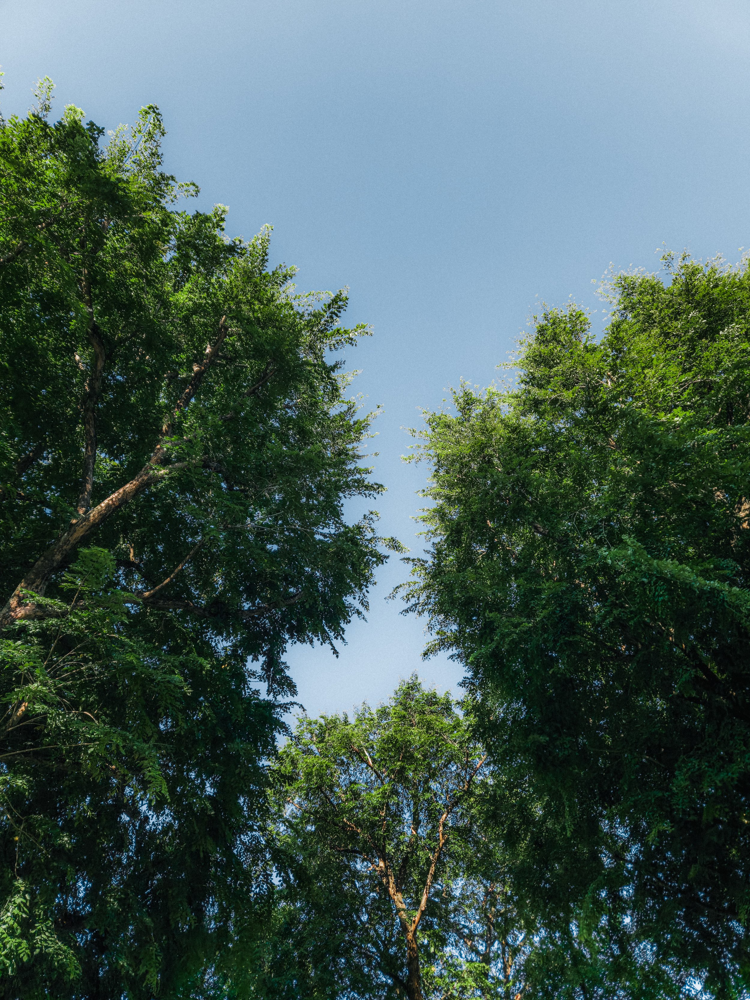 treetop.jpg