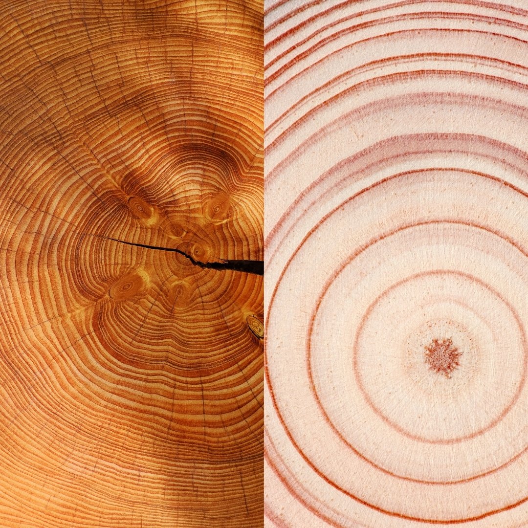 Why Old Growth Lumber Is Different from Modern Timber