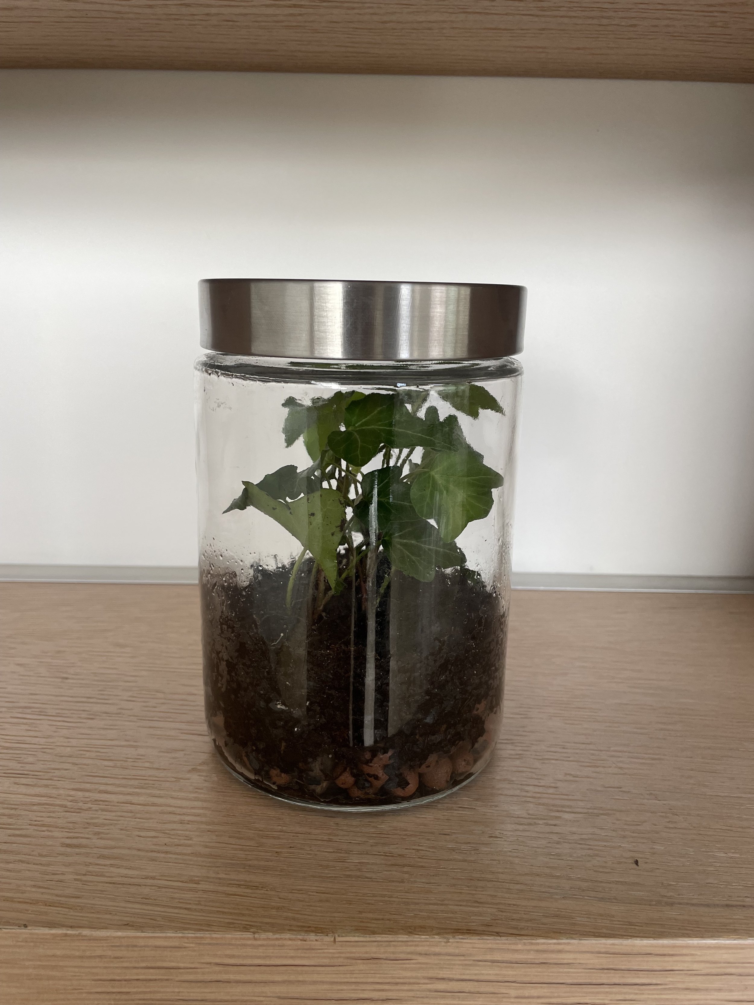 Terrarium