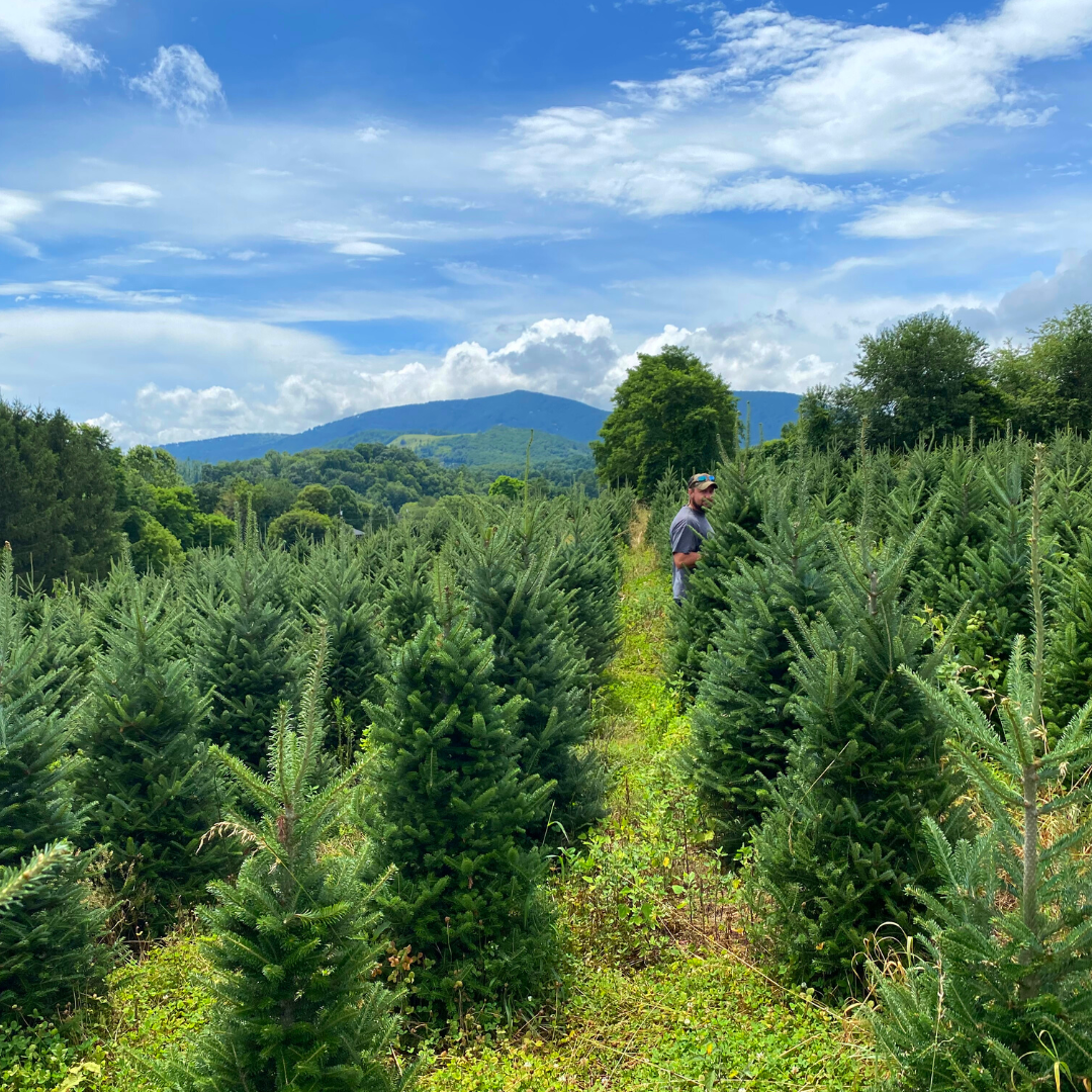 Mile High Tree Farm - Wholesale Christmas Tree Farm in the North ...