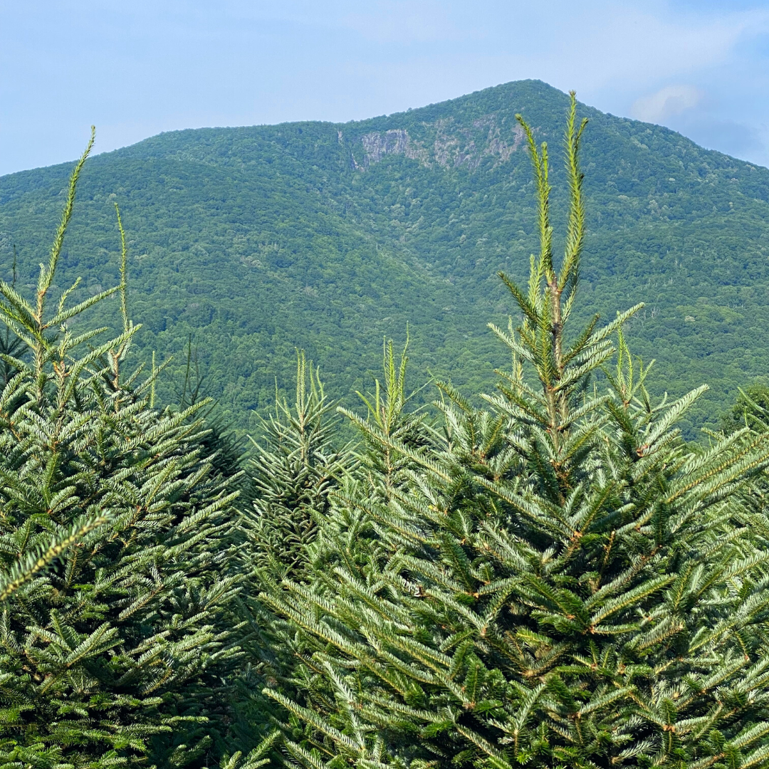 Mile High Tree Farm - Wholesale Christmas Tree Farm in the North ...