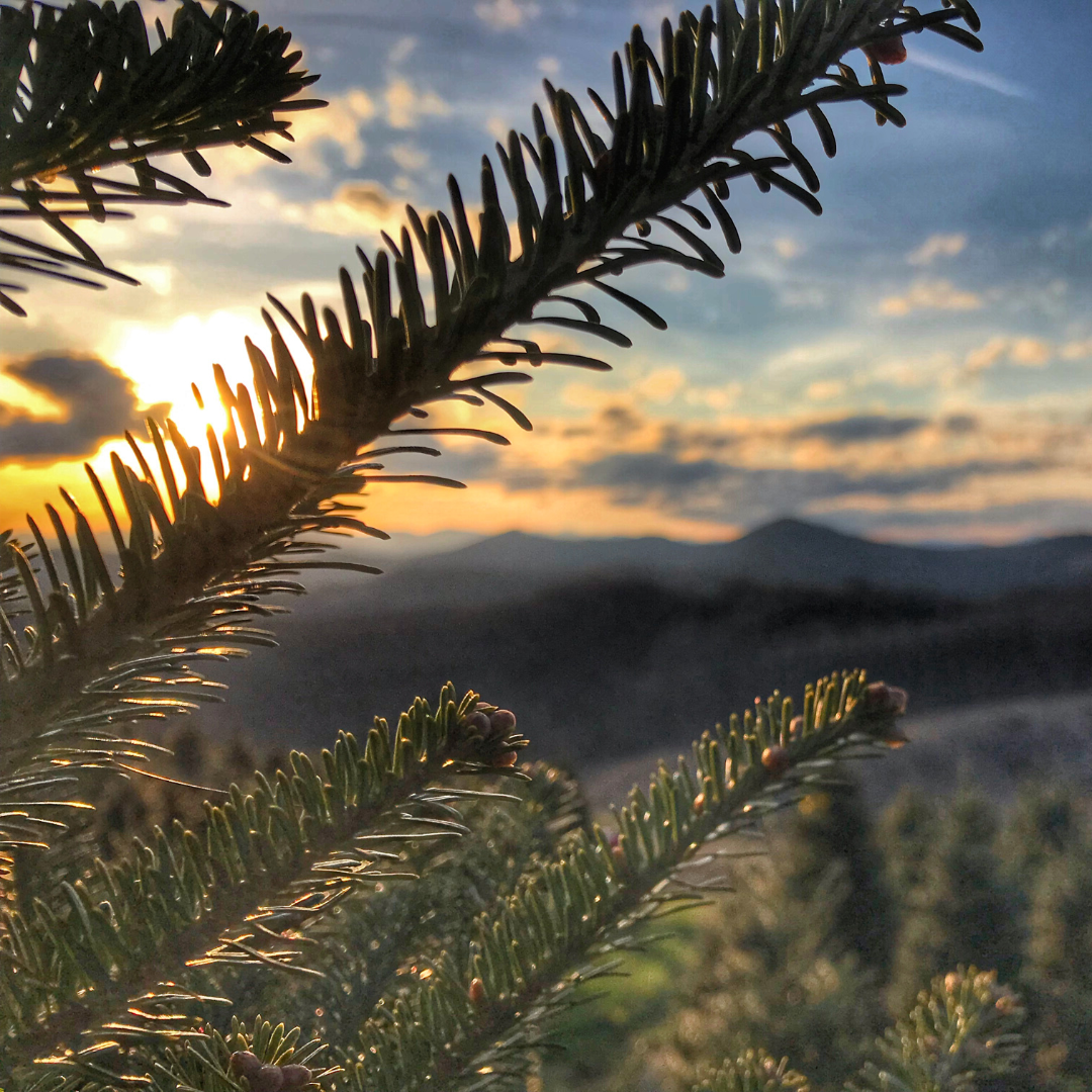 Mile High Tree Farm - Wholesale Christmas Tree Farm in the North ...
