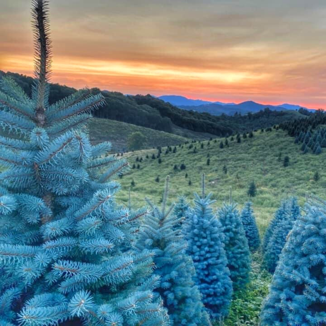 Whitepine Mile High Tree Farm Wholesale Christmas Tree Farm In The whitepine-mile-high-tree-farm-wholesale-christmas-tree-farm-in-the