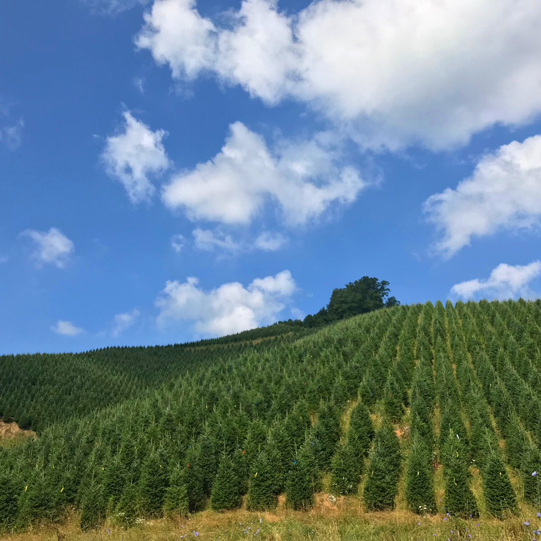 Mile High Tree Farm - Wholesale Christmas Tree Farm in the North ...