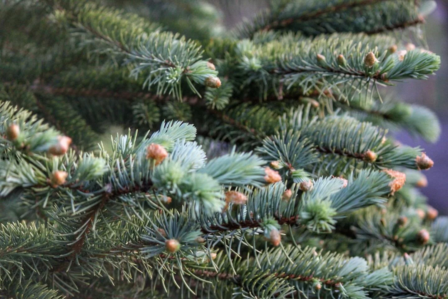 Our favorite shade of blue - Colorado Blue!

#milehightreefarm #bluespruce #coloradobluespruce #newgrowth #ashecounty