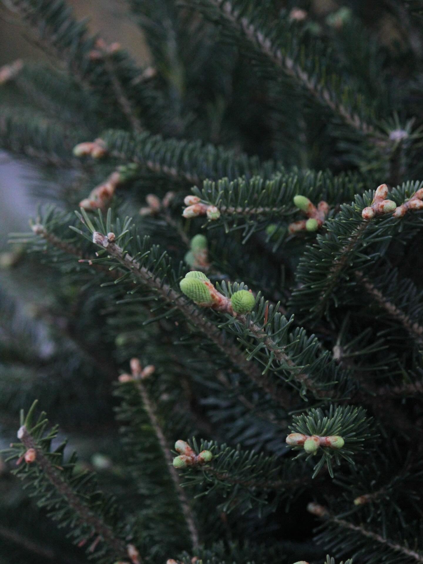 All the new growth is officially taking off! The Frasers beat the Canaans to the punch this year! 🌲🌲🌲

#milehightreefarm #canaanfir #fraserfir #ashecounty #thecoolestcornerofnc