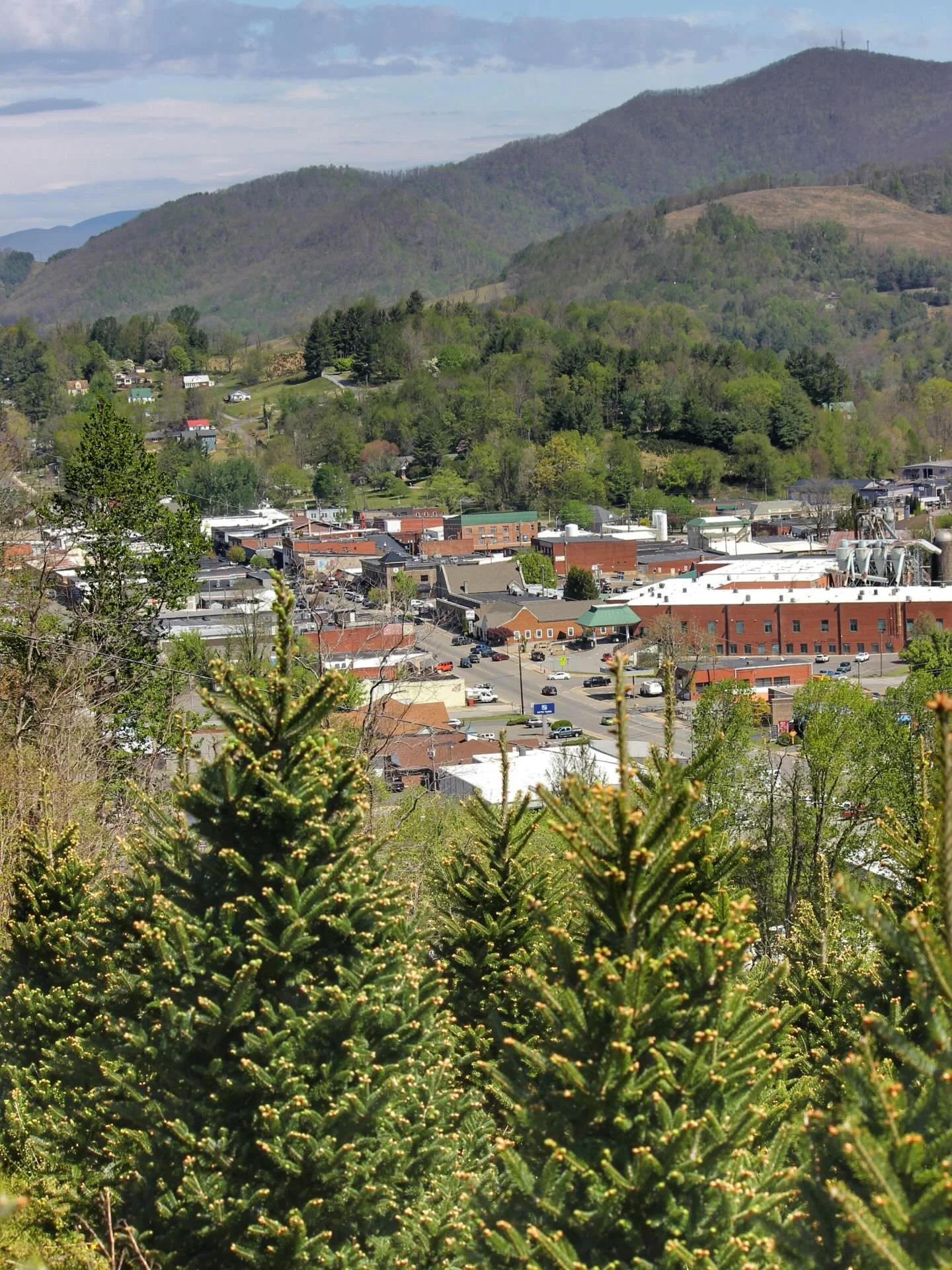 Spring in downtown WJ! 🌲☀️🌳

#milehightreefarm #fraserfir #ashecounty #thecoolestcornerofnc #spring