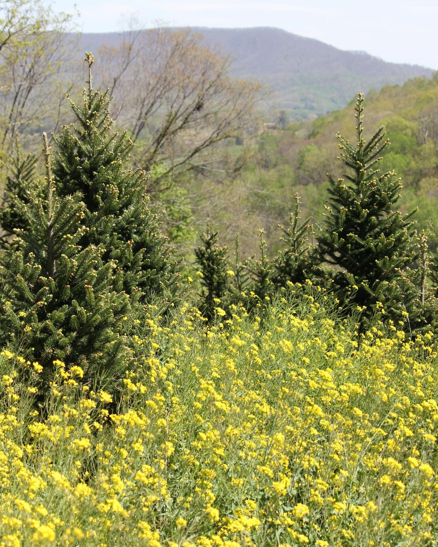 Happy Earth Day from Mile High Tree Farm! 🌎🌲💛

#milehightreefarm #earthday