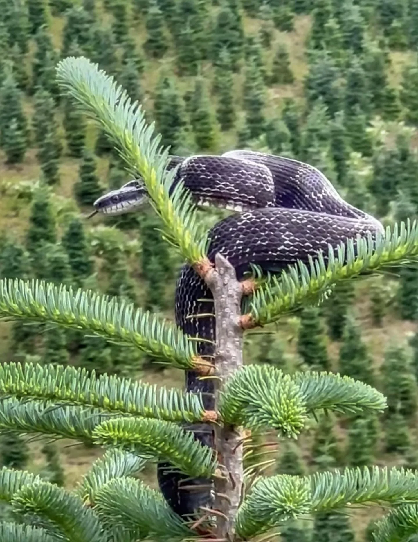 Need a *free* tree topper in this economy? We got you! 

Added bonus: he&rsquo;ll take care of rodents for you! 

🙈🙈🙈🙈🙈

📸: Niko

#milehightreefarm #fraserfir #treetopper #ashecounty #thecoolestcor