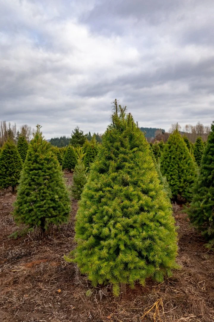 Grand Fir — Mile High Tree Farm