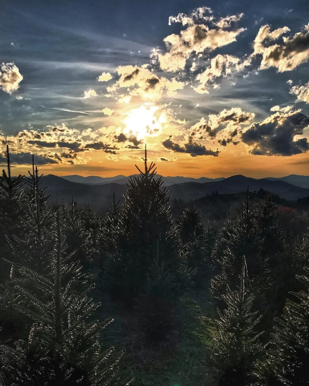 Mile High Tree Farm - Wholesale Christmas Tree Farm in the North ...