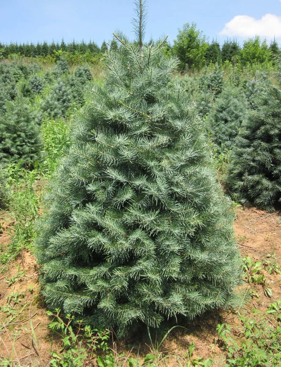 Mile High Tree Farm Wholesale Christmas Tree Farm in the North