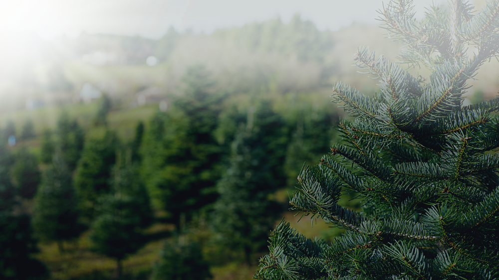 Mile High Tree Farm Wholesale Christmas Tree Farm in the North