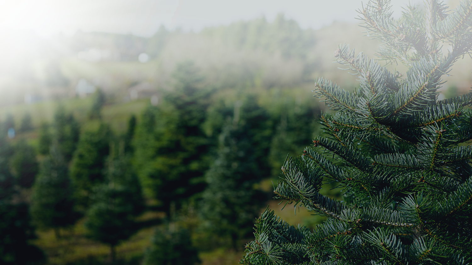 Mile High Tree Farm Wholesale Christmas Tree Farm in the North