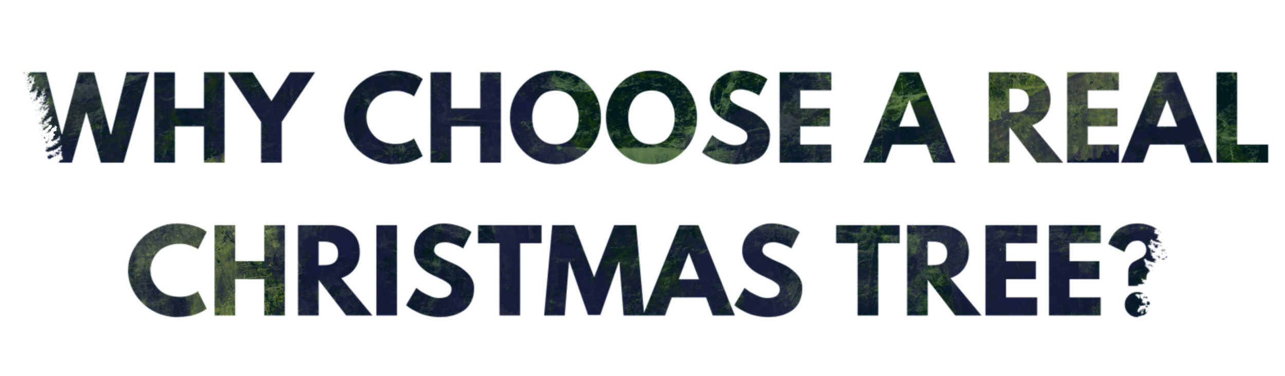 Mile High Tree Farm Wholesale Christmas Tree Farm in the North