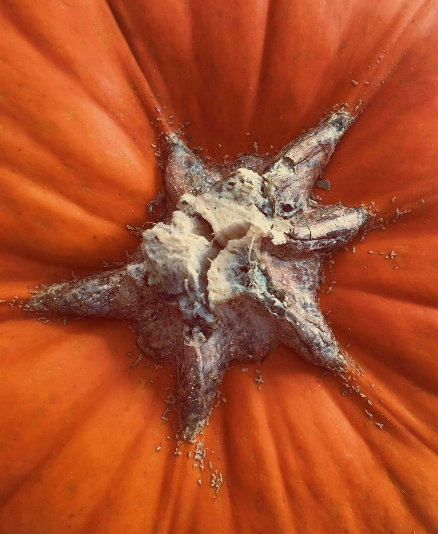 Close-up image of an orange pumpkin focusing on its textured stem in contrast with the smooth surface of the pumpkin's skin.